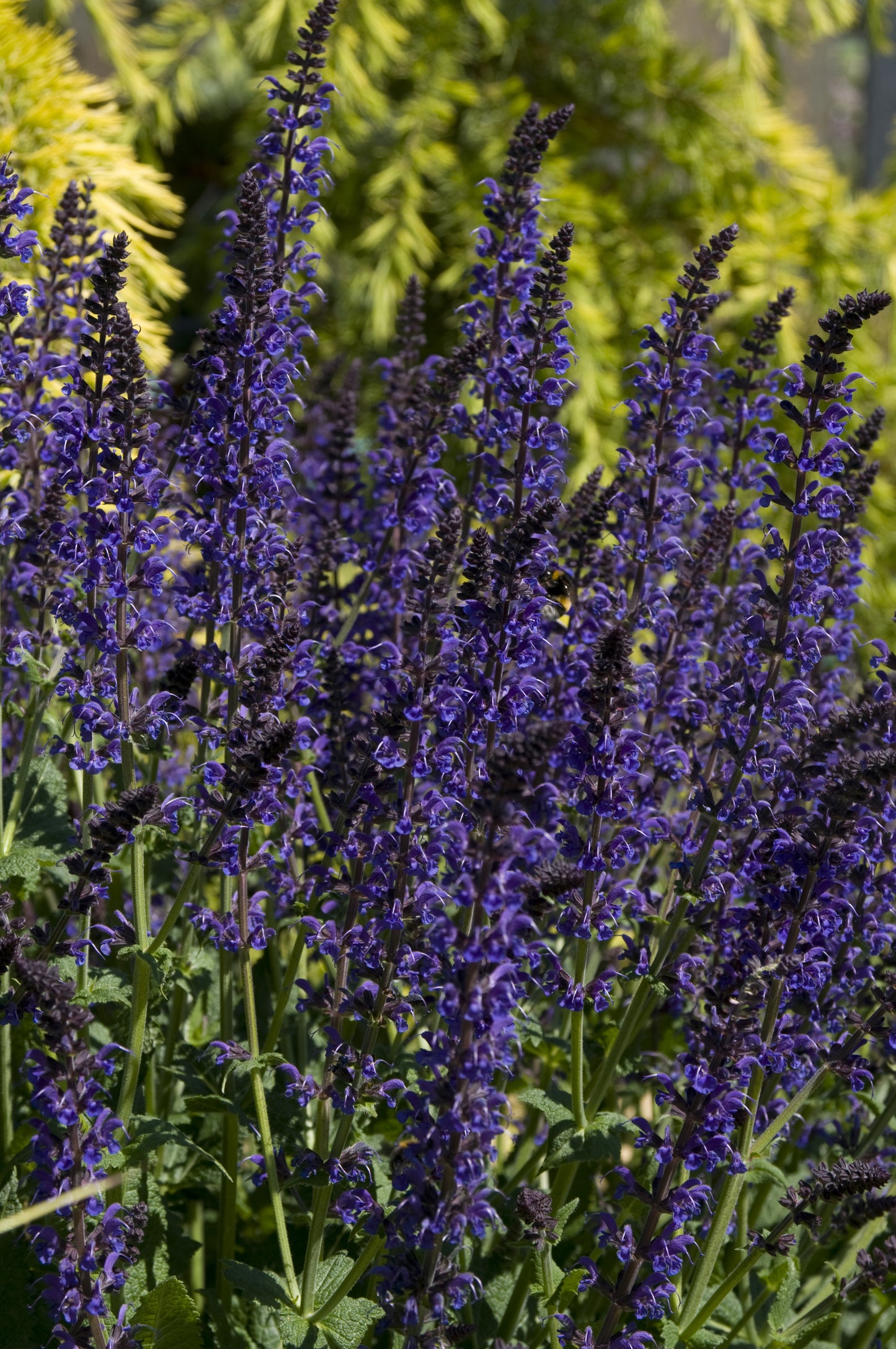 Salvia nemorosa 'Mainacht' (Salie)