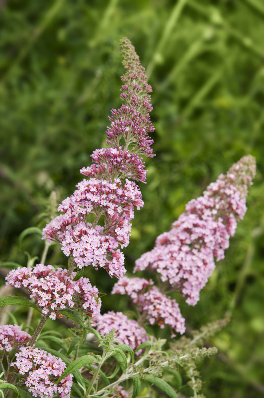 Buddleja davidii 'Pink Delight' (Vlinderstruik)