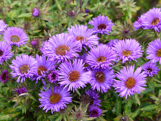 Aster novae-angliae 'Purple Dome' (Herfstaster)