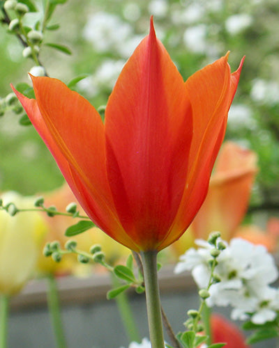 Tulp 'Ballerina' (Leliebloemige Tulp)