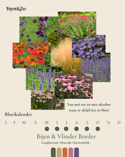 Borderpakket Bijen Vlinder – Langbloeiend