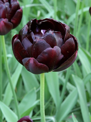 Pakket Dark Romance – 30 Bloembollen