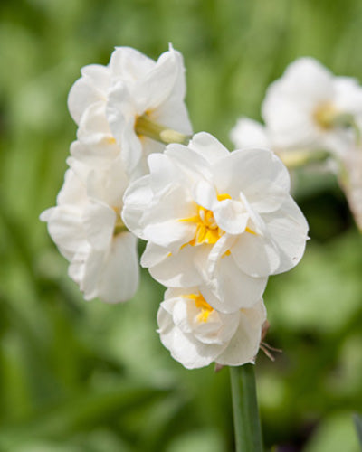 Narcis 'Bridal Crown' (Gevulde Narcis)
