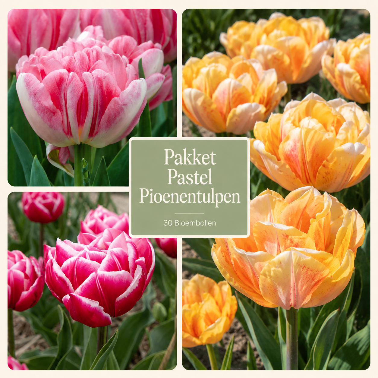 Pakket Pastel Pioenentulpen – 30 Bloembollen
