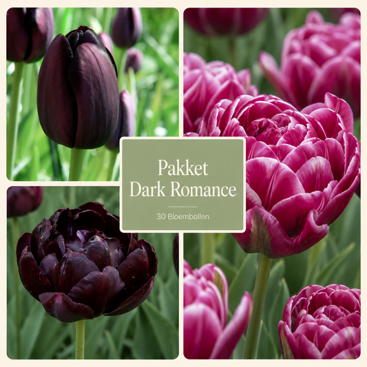 Pakket Dark Romance – 30 Bloembollen
