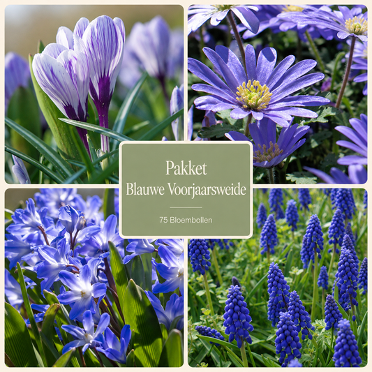 Pakket Blauwe Voorjaarsweide – 75 Bloembollen