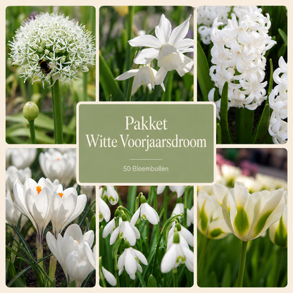 Pakket Witte Voorjaarsdroom – 50 Bloembollen