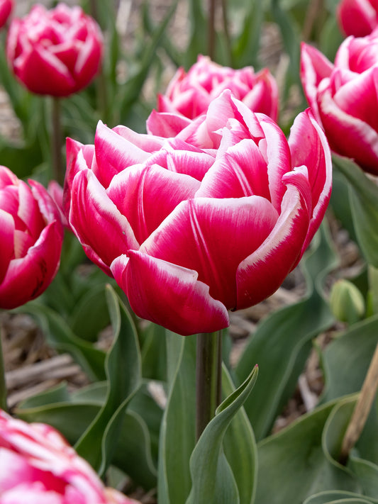 Tulp 'Columbus' (Dubbele Tulp)