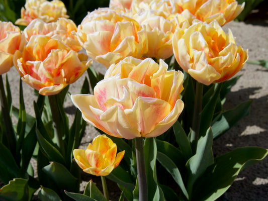 Tulp 'Foxy Foxtrot' (Dubbele Tulp)
