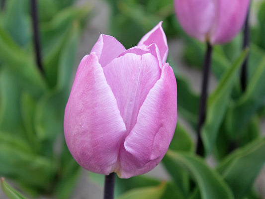 Tulp 'Candy Prince' (Enkele Vroege Tulp)