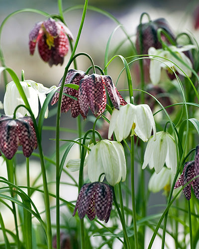 Fritillaria meleagris Mix (Kievitsbloem)