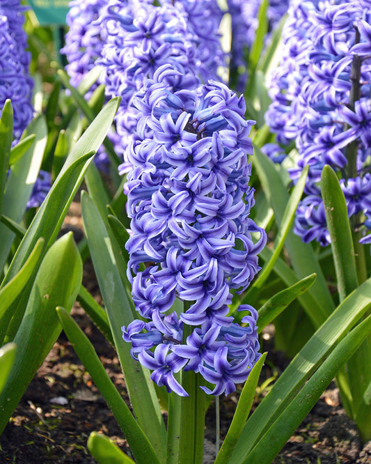 Hyacinthus orientalis 'Blue Jacket' (Blauwe Hyacint)