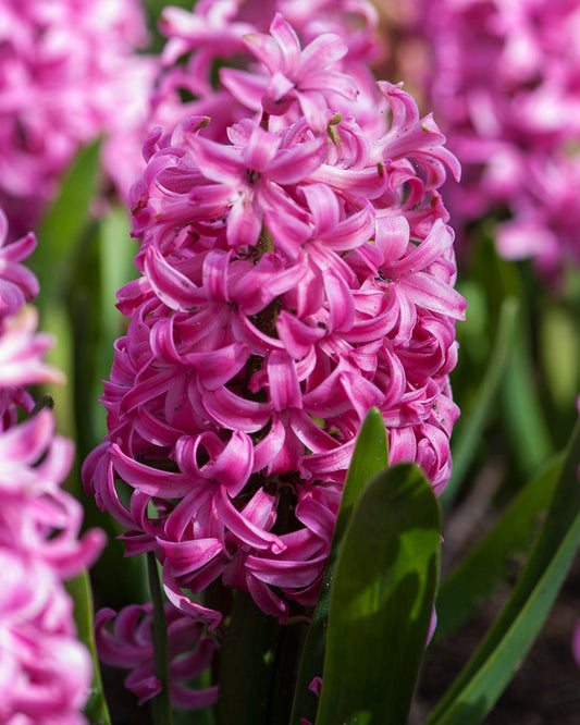 Hyacinthus orientalis 'Pink Pearl' (Roze Hyacint)