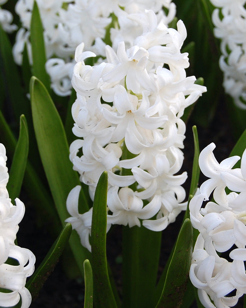 Hyacinthus orientalis 'White Pearl' (Witte Hyacint)