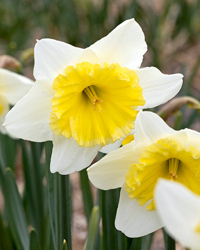 Narcis 'Ice Follies' (Grootkronige Narcis)