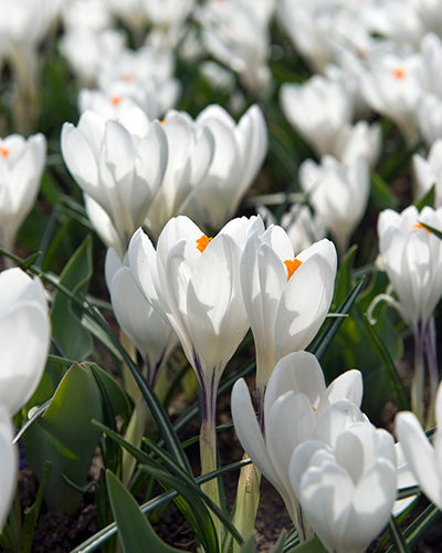 Krokus 'Jeanne d’Arc' (Grootbloemige Krokus)