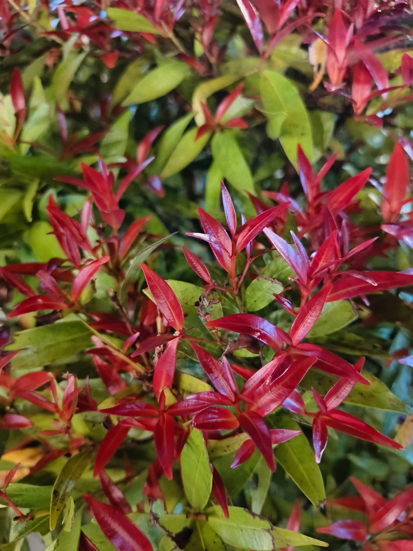 Leucothoe 'Zeblid' (Druifheide)