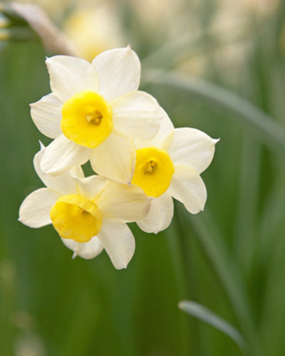 Narcis 'Minnow' (Dwergnarcis / Trosnarcis)