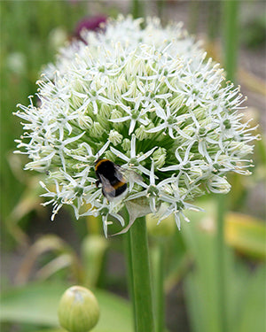 Allium 'Mount Everest' (Witte Sierui)