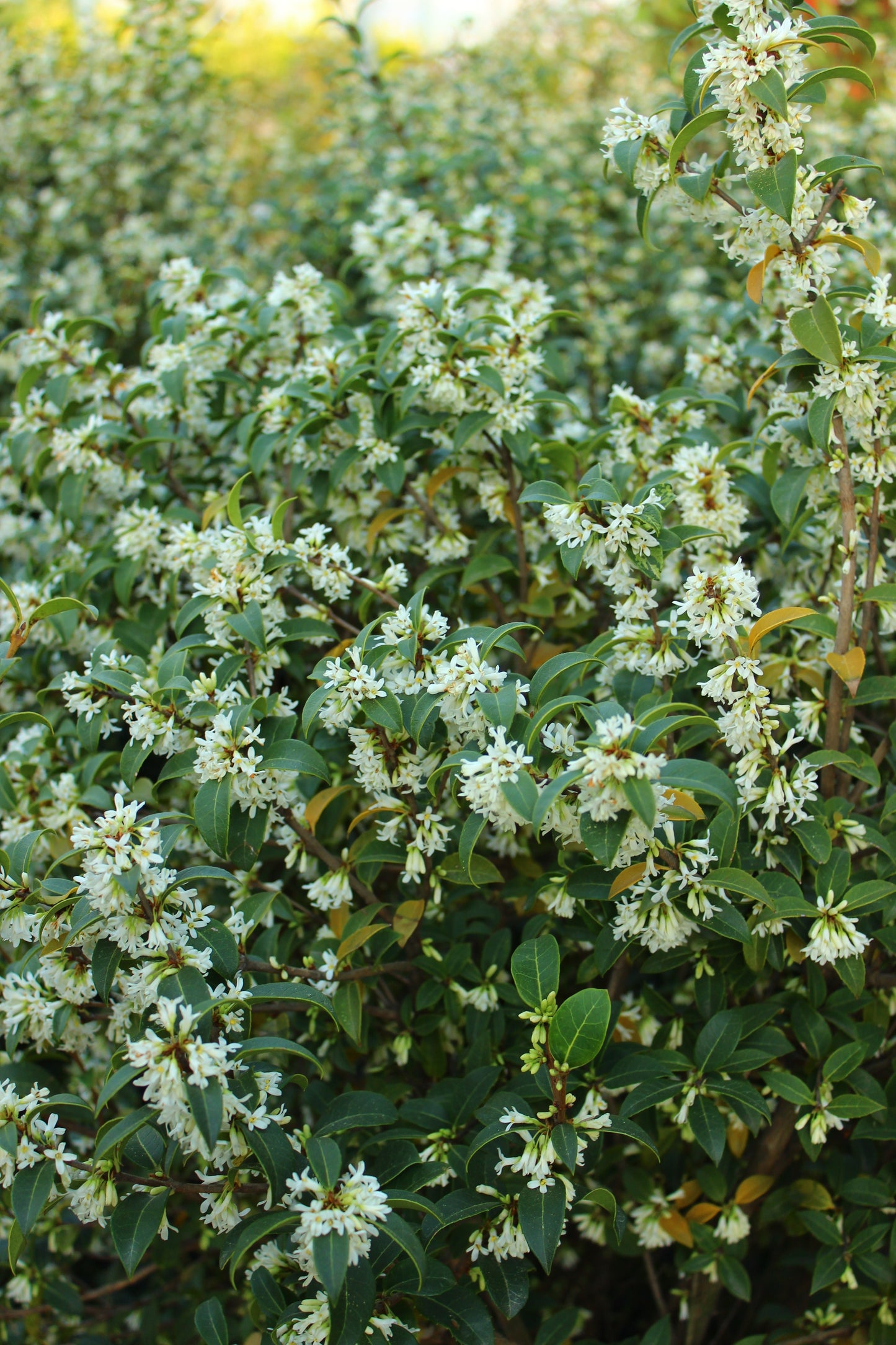 Osmanthus × burkwoodii (Schijnhulst)