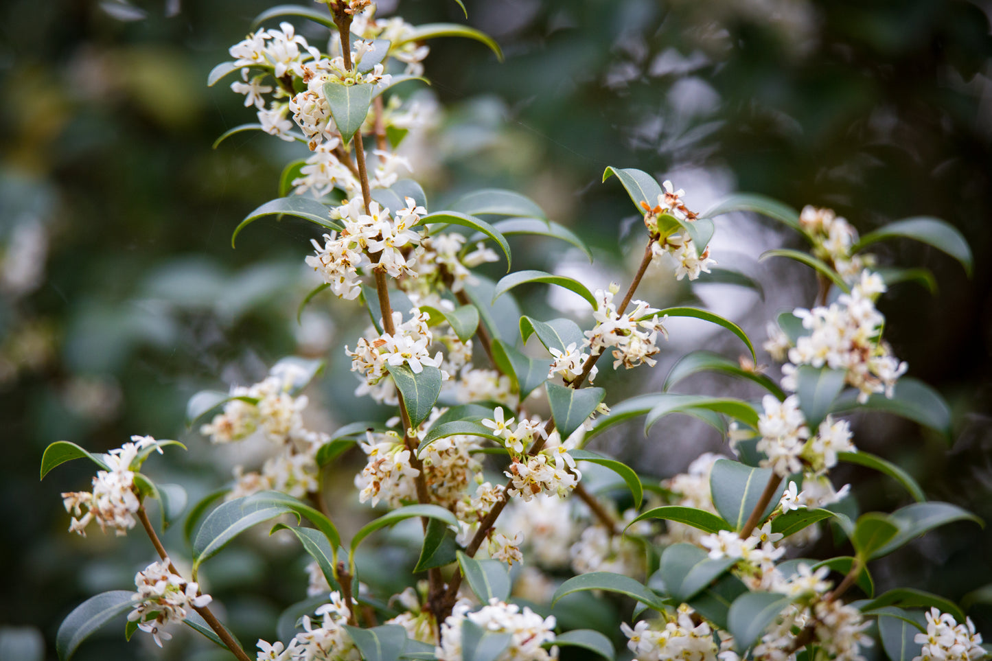 Osmanthus × burkwoodii (Schijnhulst)
