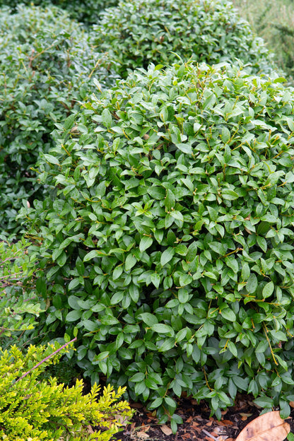 Osmanthus × burkwoodii (Schijnhulst)
