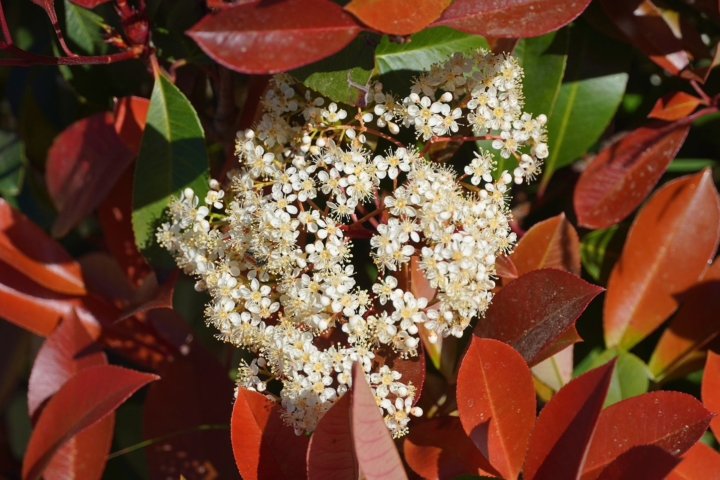 Photinia x fraseri 'Red Robin' (Glansmispel)