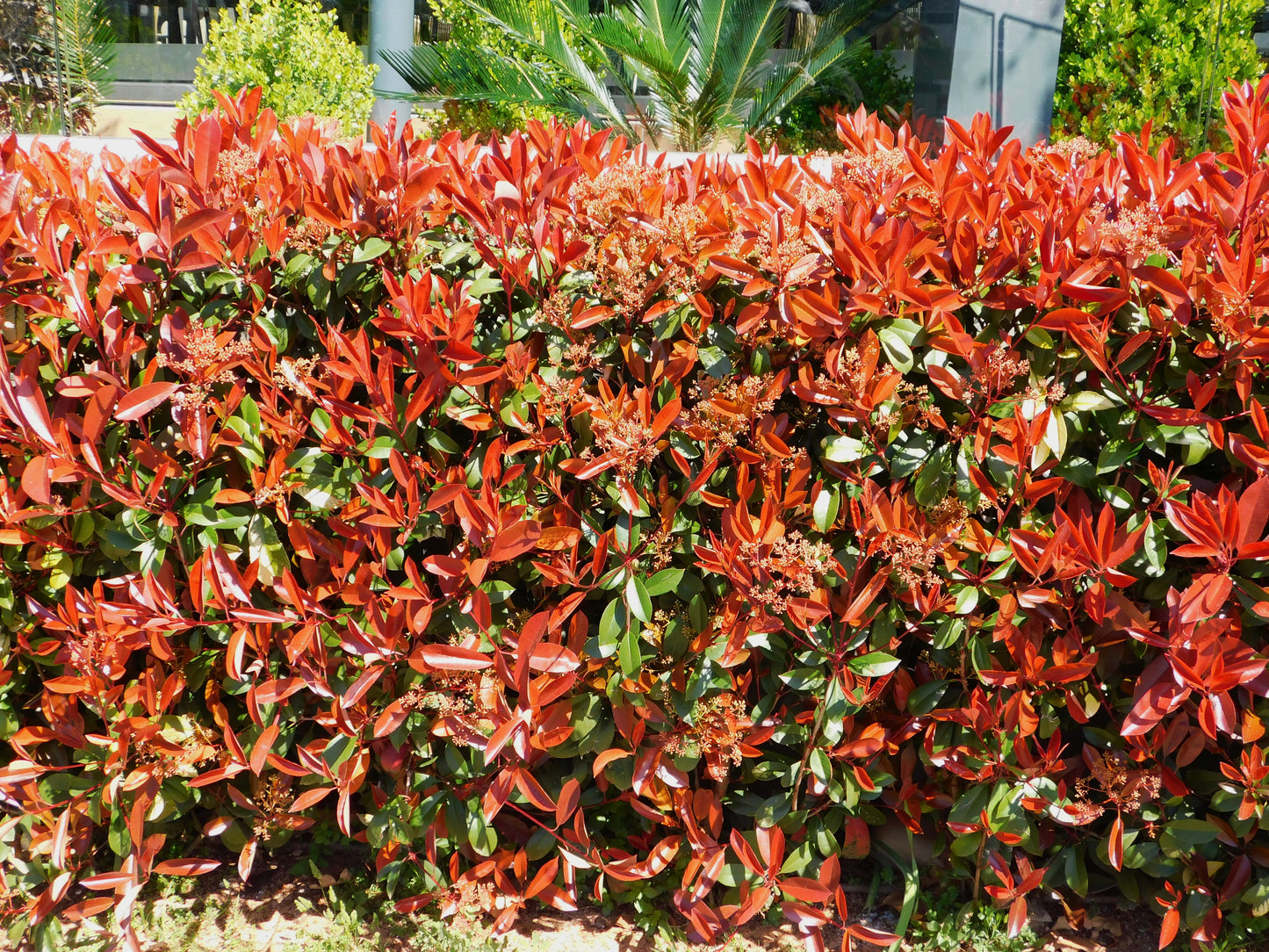 Photinia x fraseri 'Red Robin' (Glansmispel)