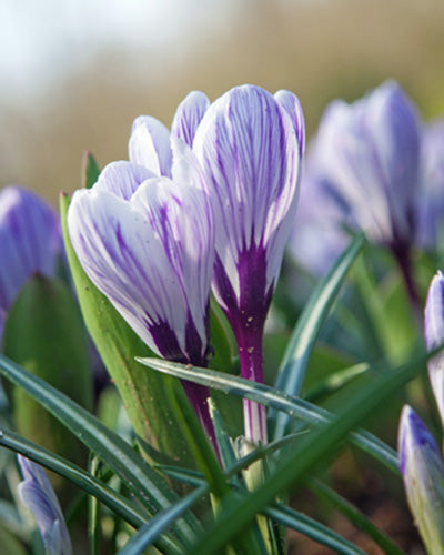 Krokus 'Pickwick' (Grootbloemige Krokus)