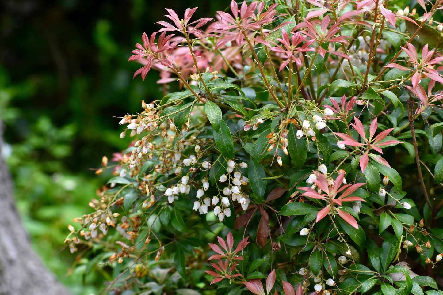 Pieris japonica (Rotsheide)
