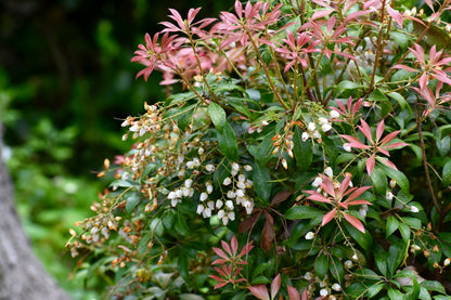 Pieris japonica (Rotsheide)