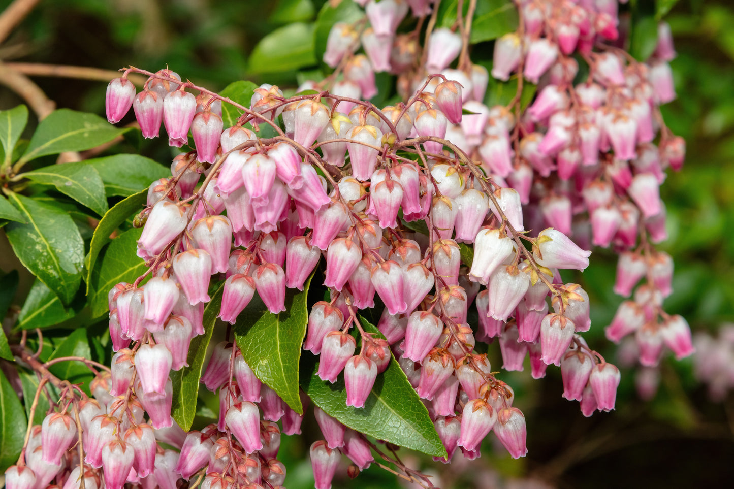 Pieris japonica (Rotsheide)