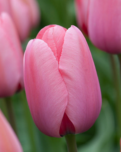 Tulp 'Pink Impression' (Darwin Hybride Tulp)