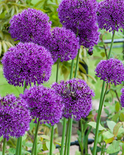 Allium 'Purple Sensation' (Sierui)