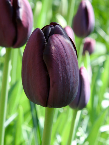 Tulp'Queen of Night'