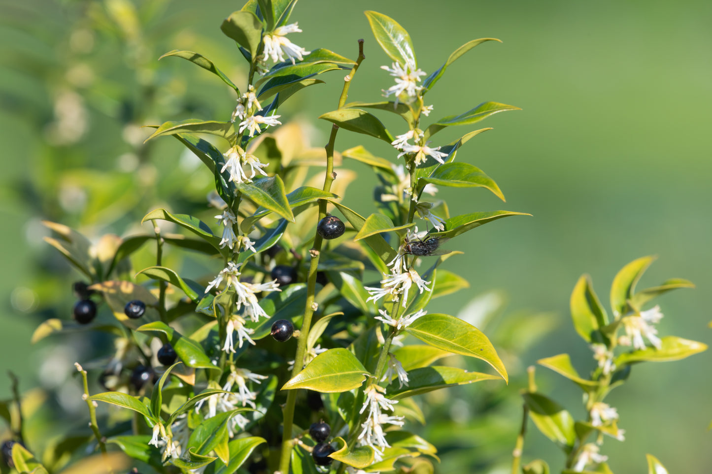 Sarcococca confusa (Mooie Zoete Mirte / Vleesbessen)