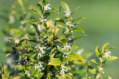 Sarcococca confusa (Mooie Zoete Mirte / Vleesbessen)