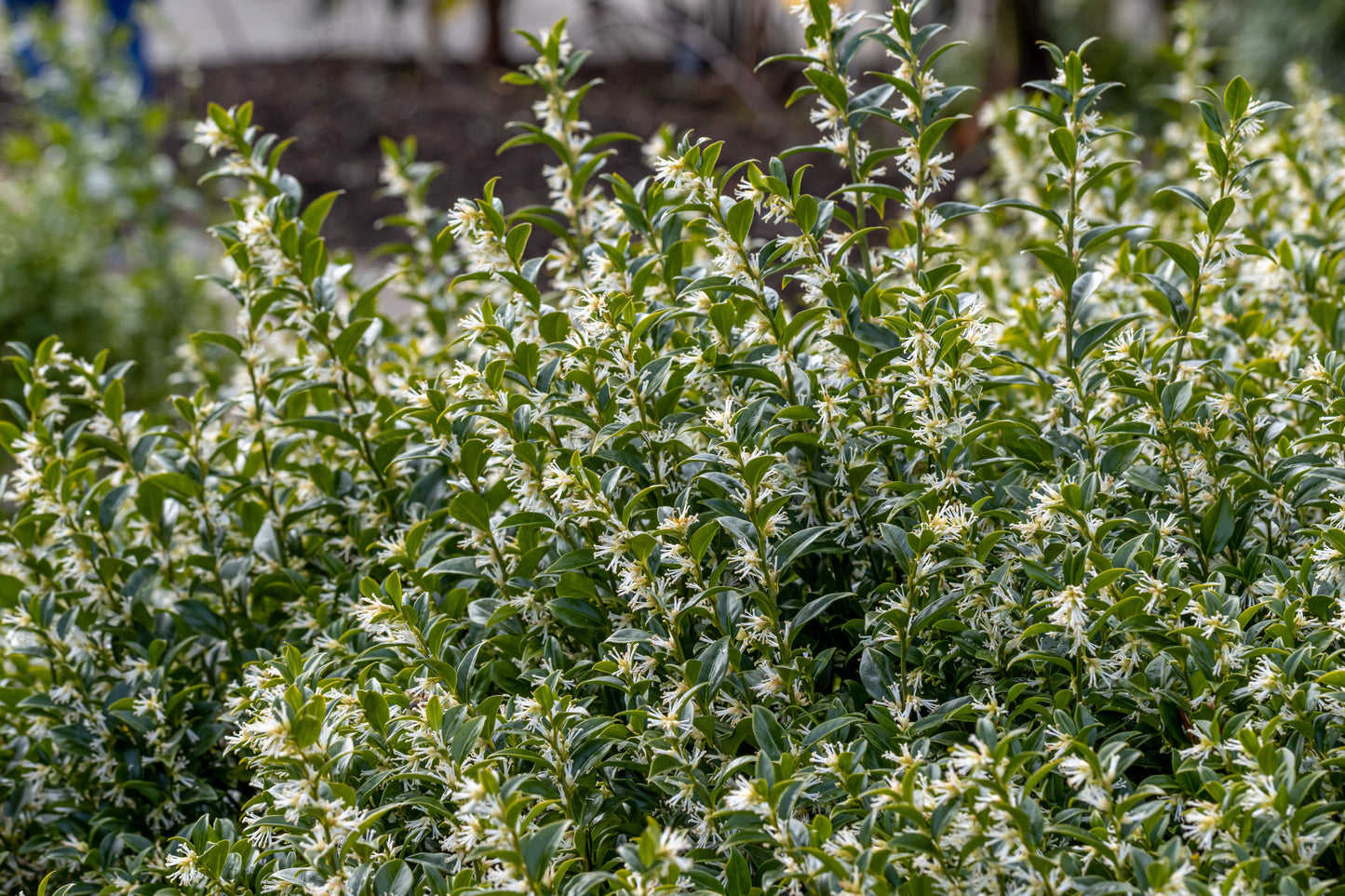 Sarcococca confusa (Mooie Zoete Mirte / Vleesbessen)