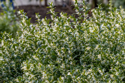 Sarcococca confusa (Mooie Zoete Mirte / Vleesbessen)