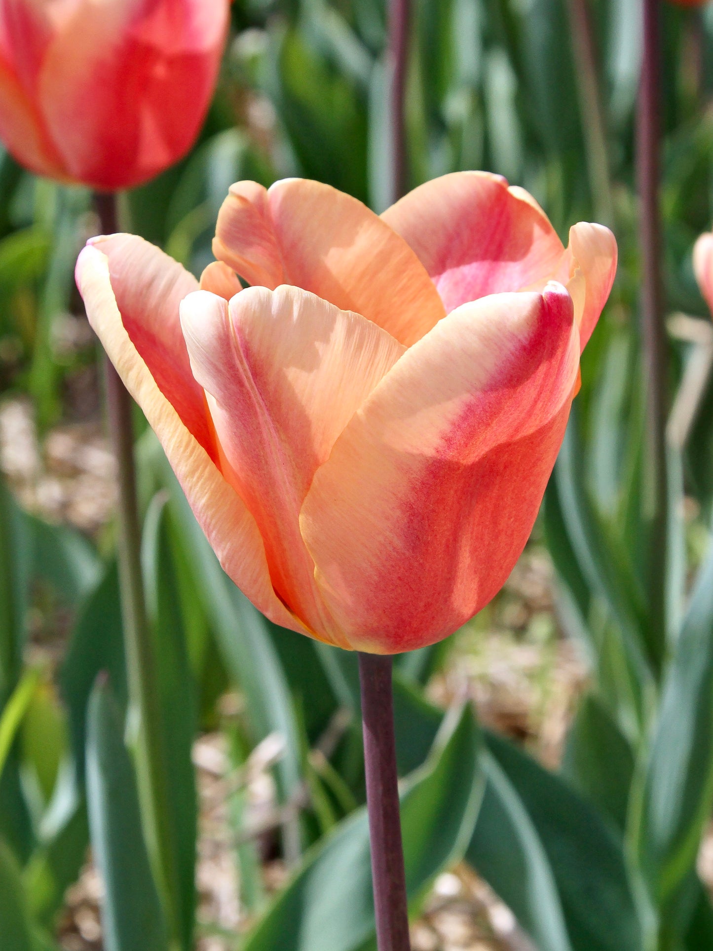 Tulp 'Apricot Foxx' (Tulp)