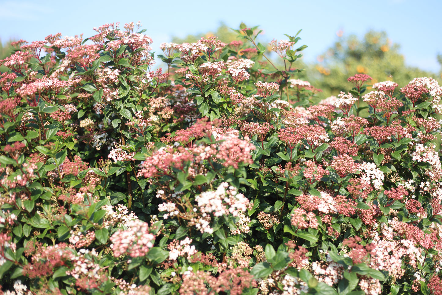 Viburnum tinus (Groenblijvende Sneeuwbal)