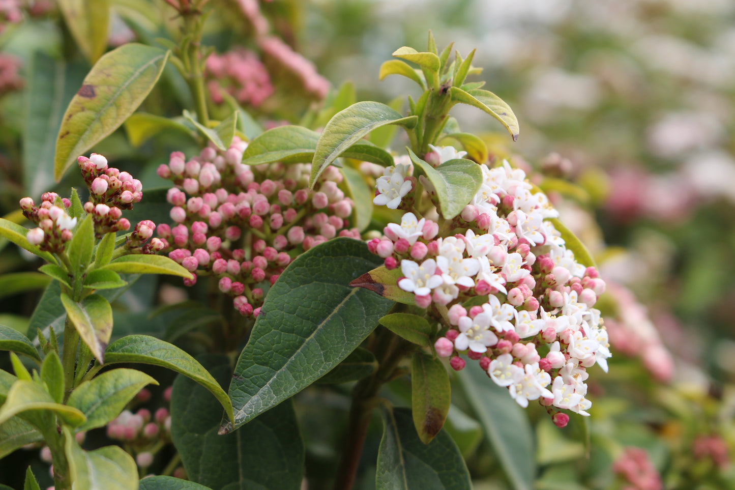 Viburnum tinus (Groenblijvende Sneeuwbal)