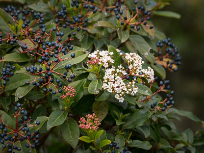 Viburnum tinus (Groenblijvende Sneeuwbal)