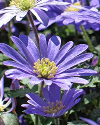 Anemone blanda 'Blue Shades' (Blauwe Oosterse Anemoon)
