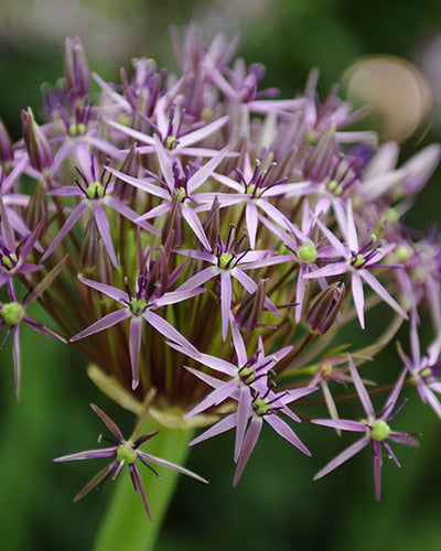 Allium christophii (Ster van Perzië - Sierui)