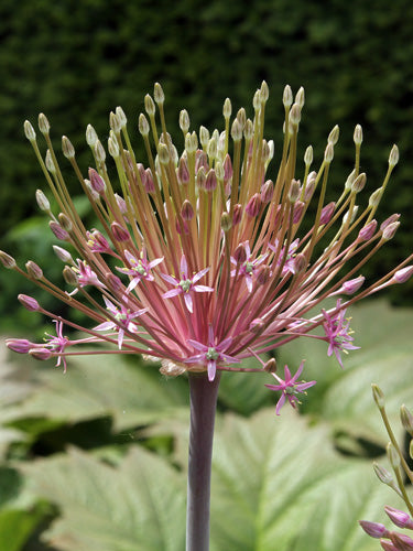 Allium schubertii (Vuurwerksierui)