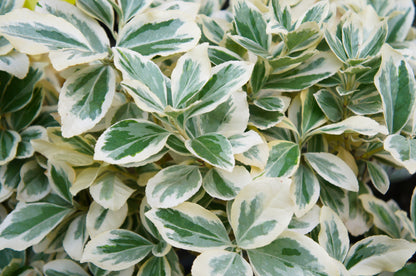 Euonymus fortunei 'Emerald 'n Gaiety' (Kardinaalsmuts)