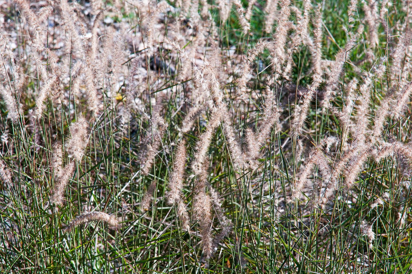 Pennisetum orientale 'Karley Rose' (Lampenpoetsersgras)