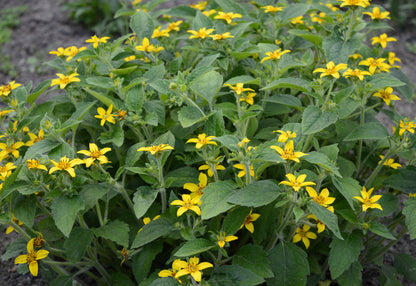 Chrysogonum virginianum (Goudster)