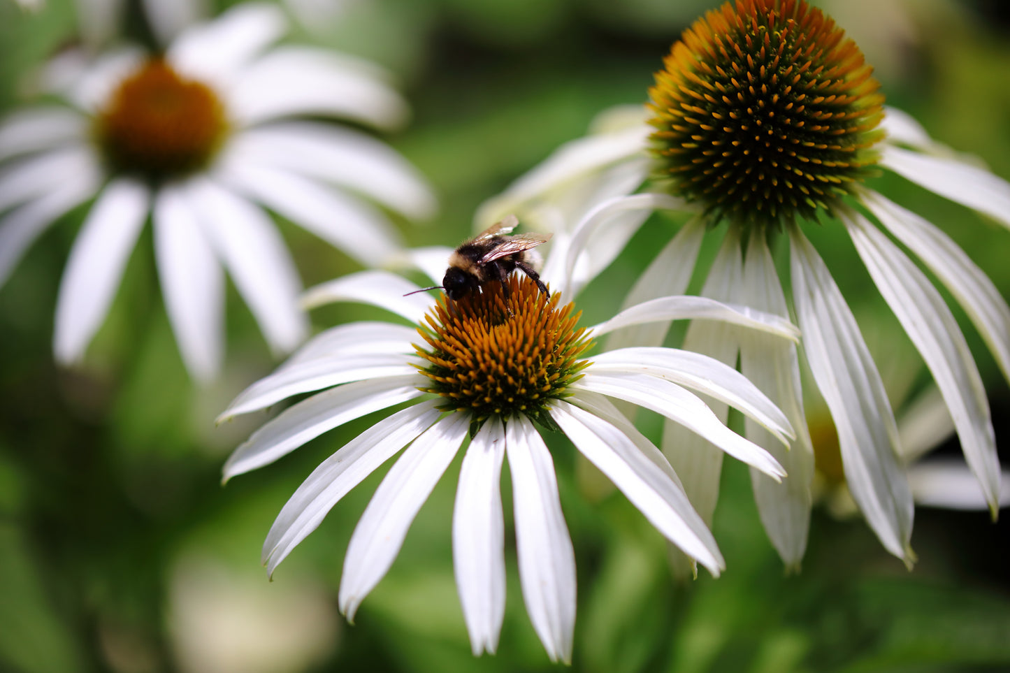 Echinacea purpurea 'Alba' (Witte Zonnehoed)